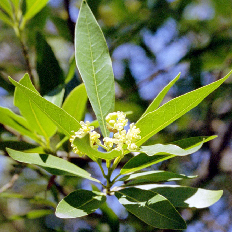 費洛蒙月桂香氛精油