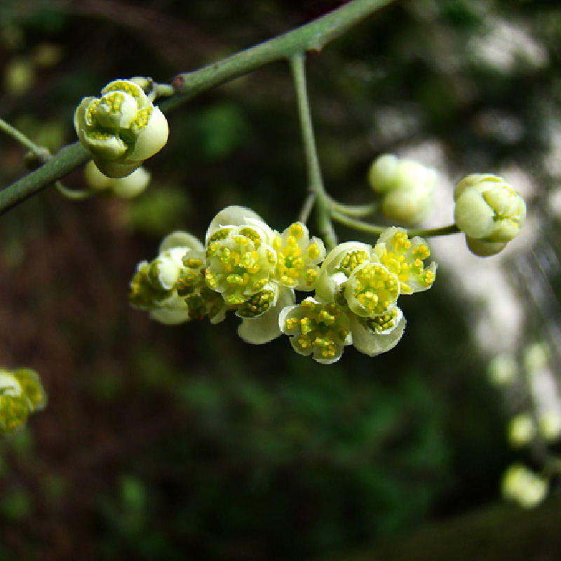 山雞椒精油