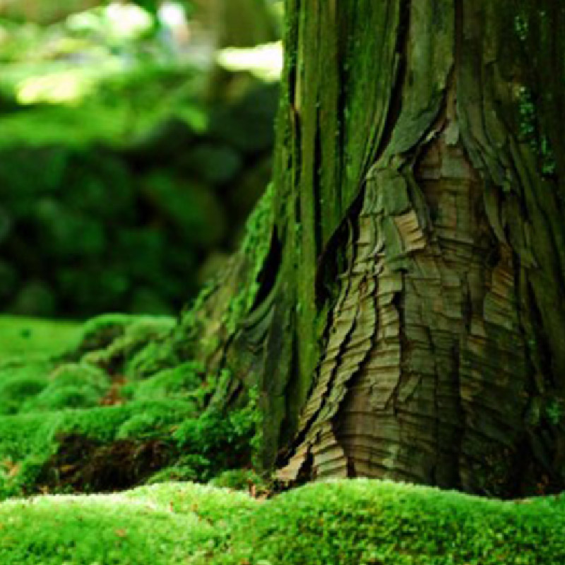 綠樂苔精油