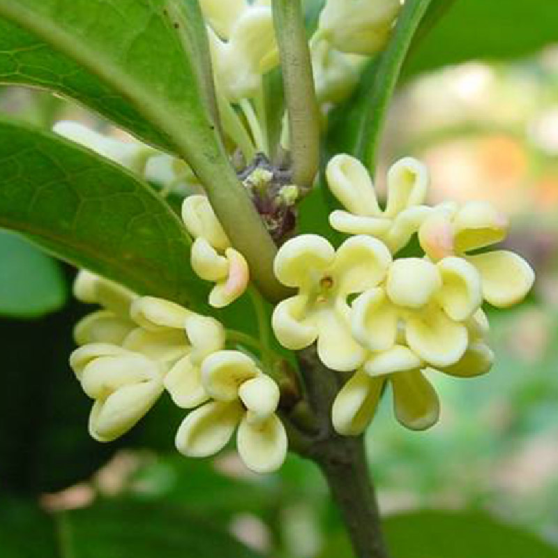 費洛蒙桂花香氛精油