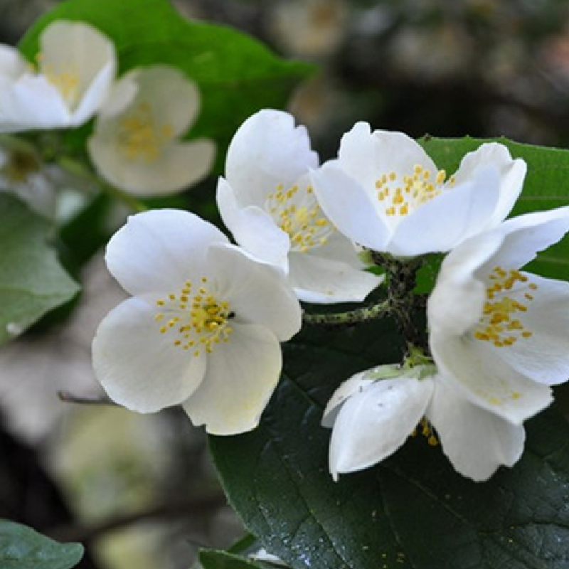 茉莉花SPA油