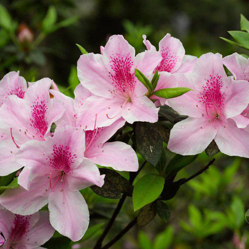 花酸(萃取液)