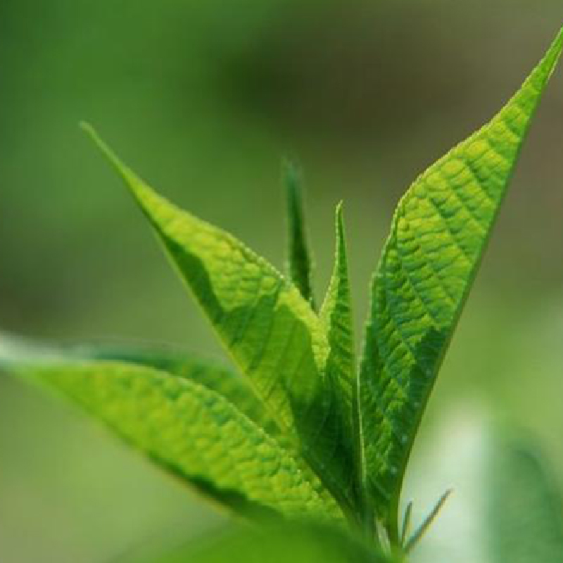 茶樹精油