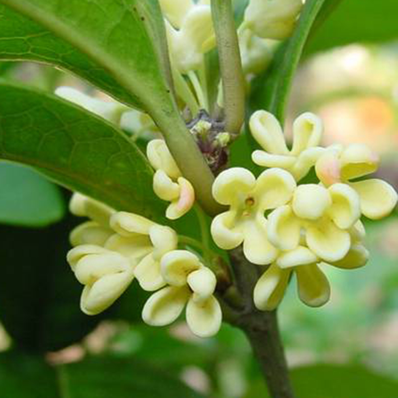 桂花花水