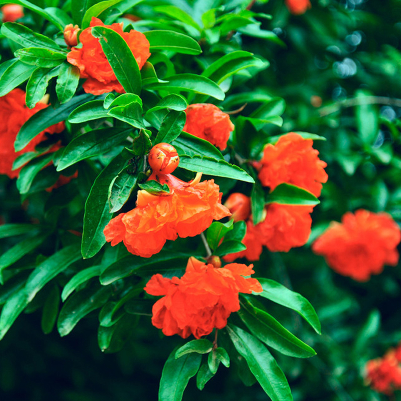 紅石榴花水