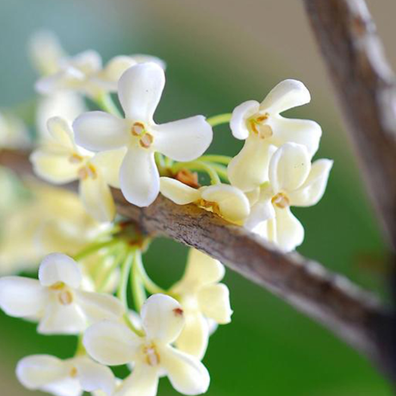 桂花純露