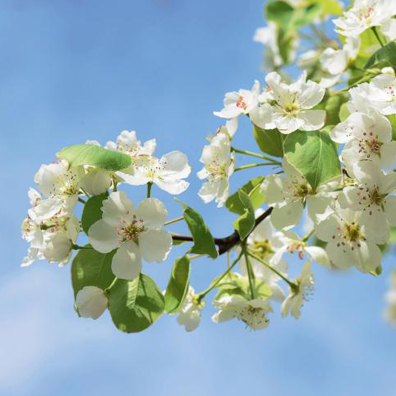 費洛蒙花梨木香氛精油